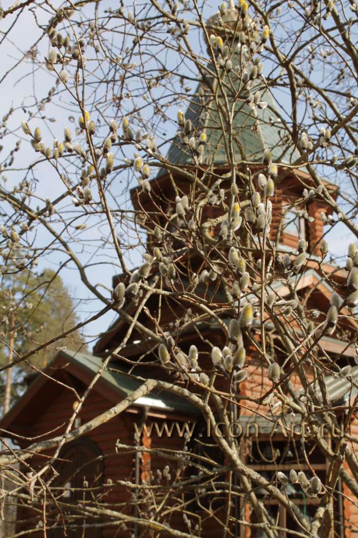 Фото: Верба